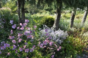 ミヨシガーデン