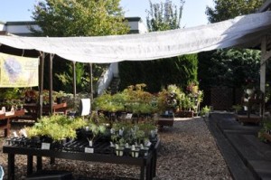 ミヨシペレニアルガーデン