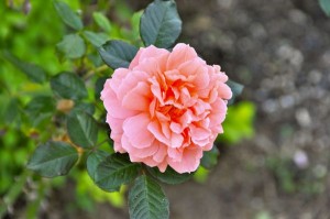 花菜ローズ 花菜ローズ