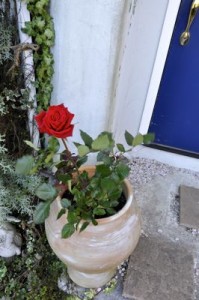 玄関のバラ